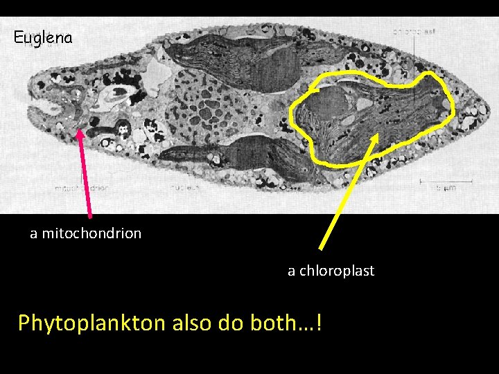 Euglena a mitochondrion a chloroplast Phytoplankton also do both…! 