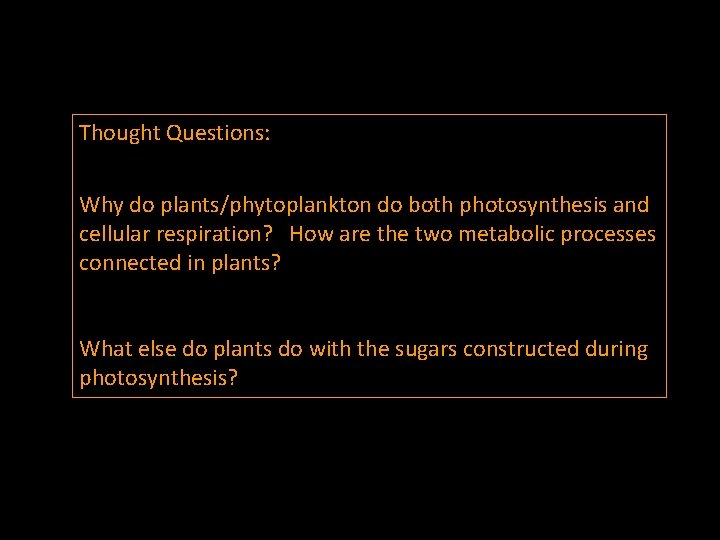 Thought Questions: Why do plants/phytoplankton do both photosynthesis and cellular respiration? How are the