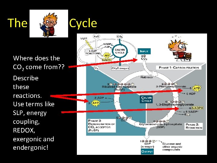 The Calvin Cycle Where does the CO 2 come from? ? Describe these reactions.