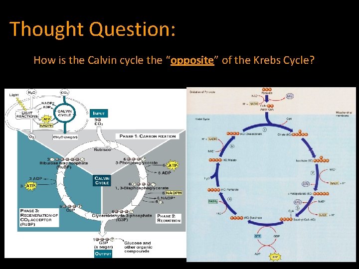 Thought Question: How is the Calvin cycle the “opposite” of the Krebs Cycle? 