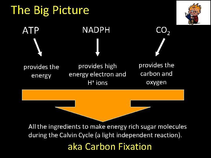 The Big Picture ATP provides the energy NADPH provides high energy electron and H+