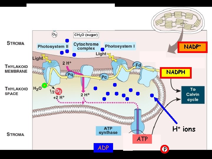 NADP+ NADPH H+ ions ATP ADP P 
