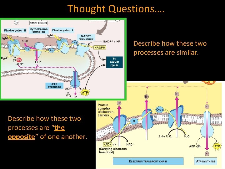 Thought Questions…. Describe how these two processes are similar. Describe how these two processes