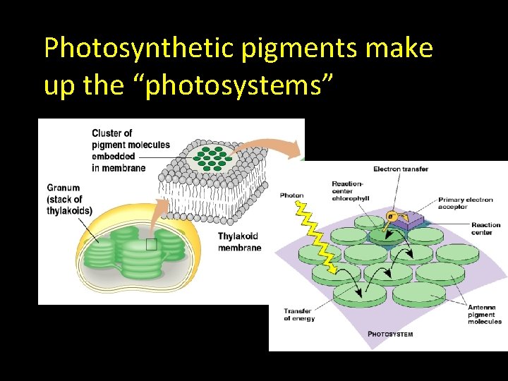 Photosynthetic pigments make up the “photosystems” 