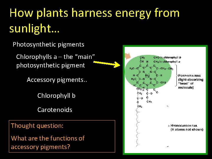 How plants harness energy from sunlight… Photosynthetic pigments Chlorophylls a – the “main” photosynthetic