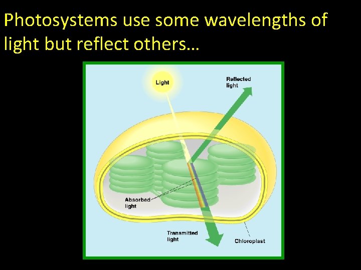 Photosystems use some wavelengths of light but reflect others… 
