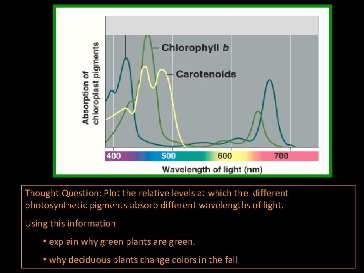 Thought Question: Plot the relative levels at which the different photosynthetic pigments absorb different