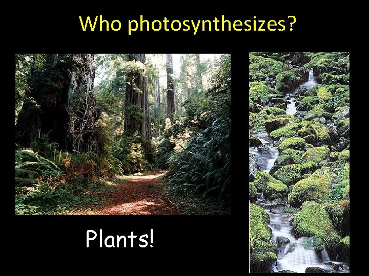 Who photosynthesizes? Plants! 