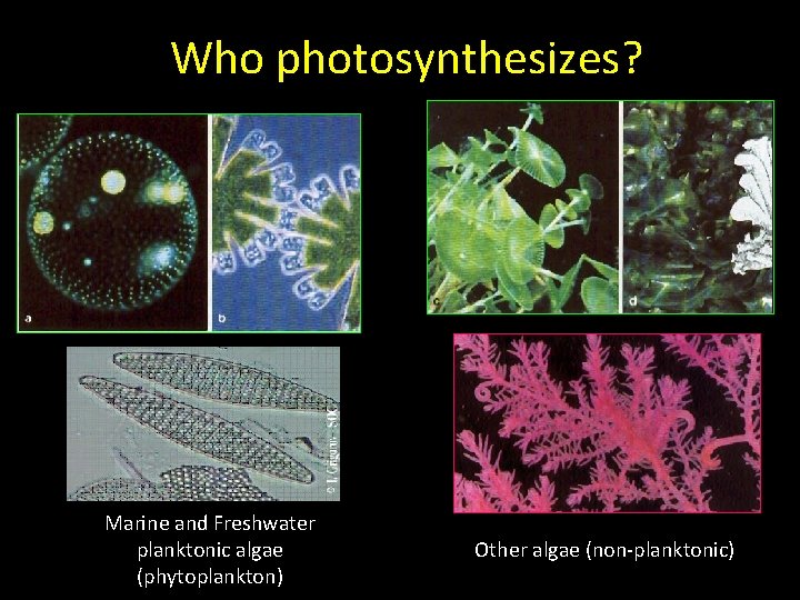 Who photosynthesizes? Marine and Freshwater planktonic algae (phytoplankton) Other algae (non-planktonic) 