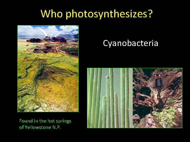 Who photosynthesizes? Cyanobacteria Found in the hot springs of Yellowstone N. P. 