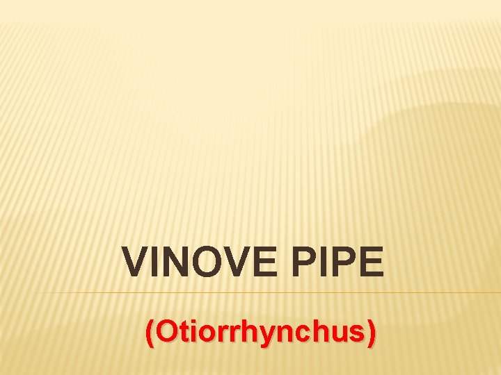 VINOVE PIPE (Otiorrhynchus) 