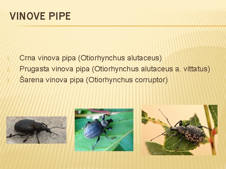 VINOVE PIPE 1. 2. 3. Crna vinova pipa (Otiorhynchus alutaceus) Prugasta vinova pipa (Otiorhynchus