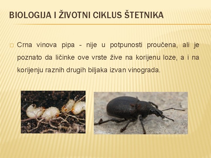 BIOLOGIJA I ŽIVOTNI CIKLUS ŠTETNIKA � Crna vinova pipa - nije u potpunosti proučena,