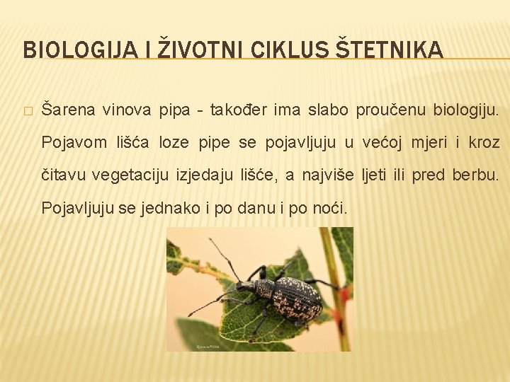 BIOLOGIJA I ŽIVOTNI CIKLUS ŠTETNIKA � Šarena vinova pipa - također ima slabo proučenu