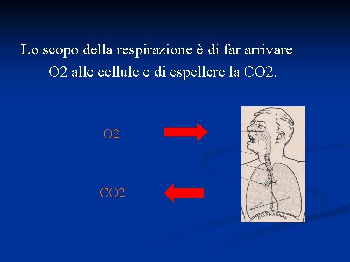 Lo scopo della respirazione è di far arrivare O 2 alle cellule e di