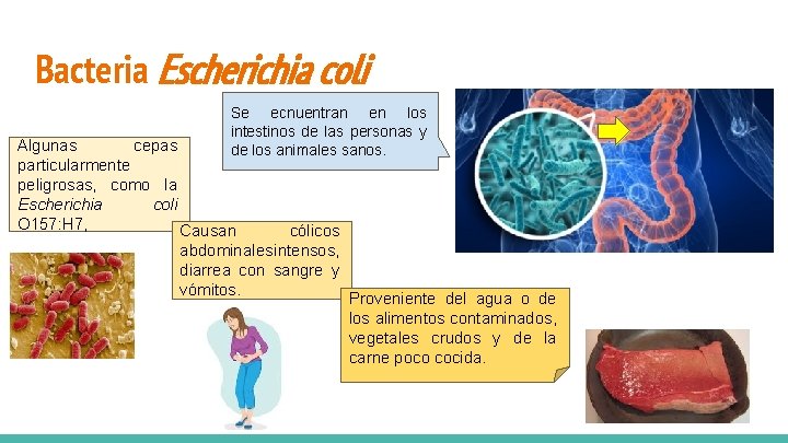 Bacteria Escherichia coli Se ecnuentran en los intestinos de las personas y de los Bacteria Escherichia coli Se ecnuentran en los intestinos de las personas y de los