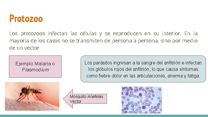 Protozoo Los protozoos infectan las células y se reproducen en su interior. En la Protozoo Los protozoos infectan las células y se reproducen en su interior. En la