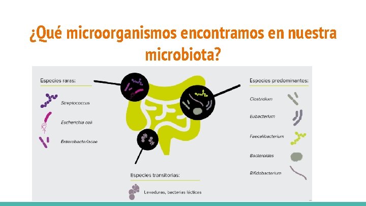 ¿Qué microorganismos encontramos en nuestra microbiota? ¿Qué microorganismos encontramos en nuestra microbiota?