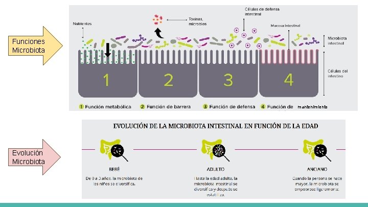 Funciones Microbiota mantenimiento Evolución Microbiota Funciones Microbiota mantenimiento Evolución Microbiota