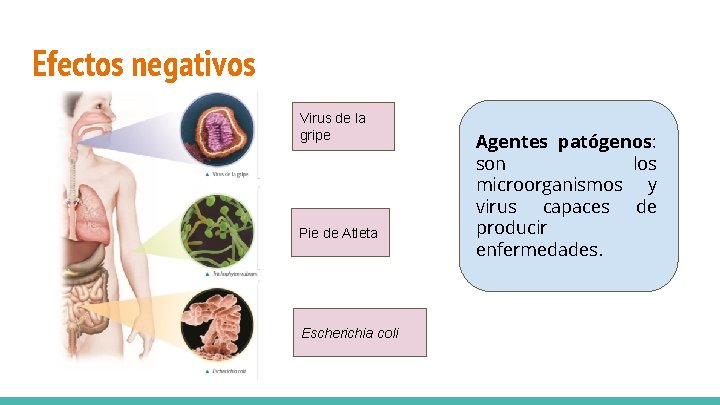Efectos negativos Virus de la gripe Pie de Atleta Escherichia coli Agentes patógenos: son Efectos negativos Virus de la gripe Pie de Atleta Escherichia coli Agentes patógenos: son