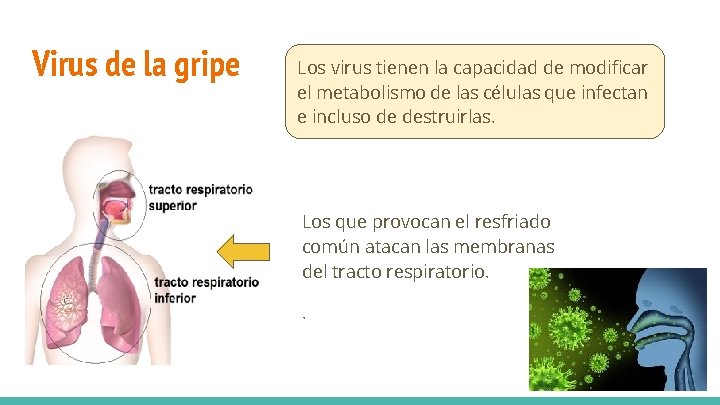 Virus de la gripe Los virus tienen la capacidad de modificar el metabolismo de Virus de la gripe Los virus tienen la capacidad de modificar el metabolismo de