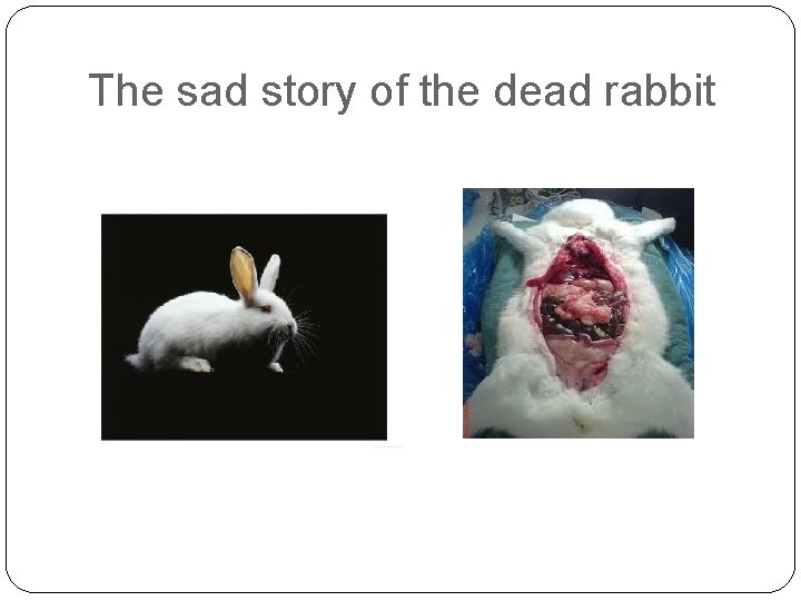 The sad story of the dead rabbit 