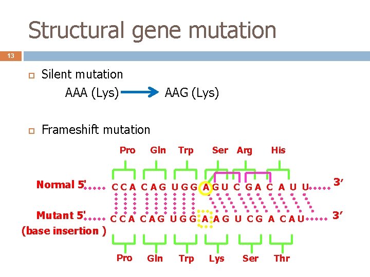 Structural gene mutation 13 Silent mutation AAA (Lys) AAG (Lys) Frameshift mutation Pro Normal