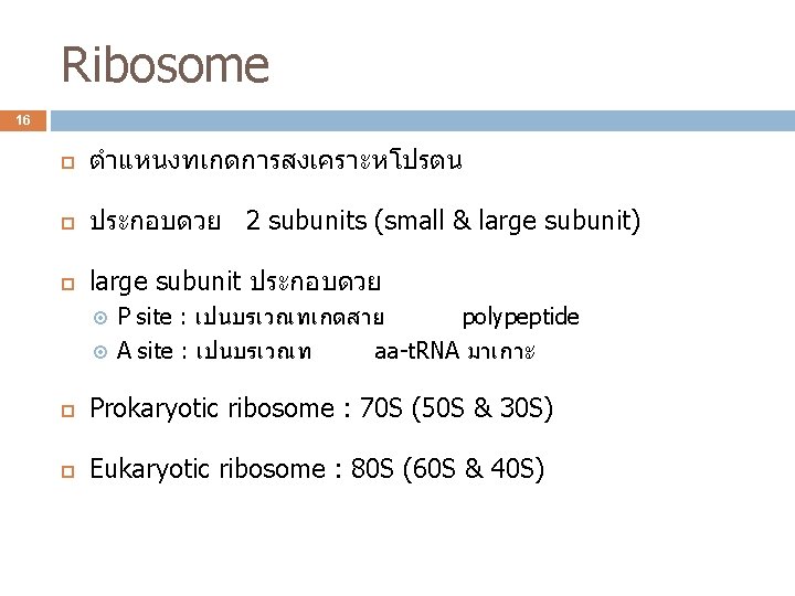 Ribosome 16 ตำแหนงทเกดการสงเคราะหโปรตน ประกอบดวย 2 subunits (small & large subunit) large subunit ประกอบดวย P