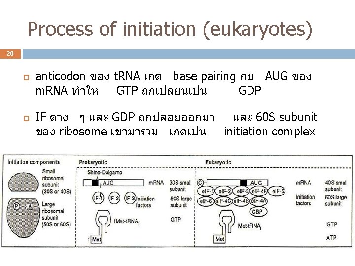 Process of initiation (eukaryotes) 20 anticodon ของ t. RNA เกด base pairing กบ AUG