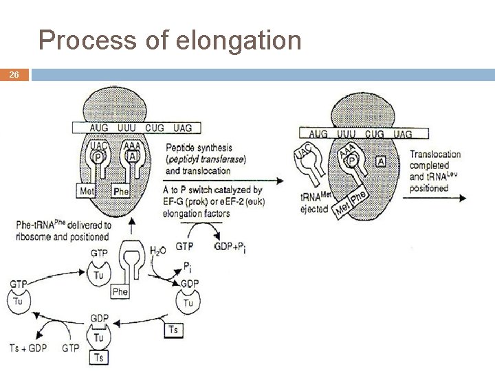 Process of elongation 26 