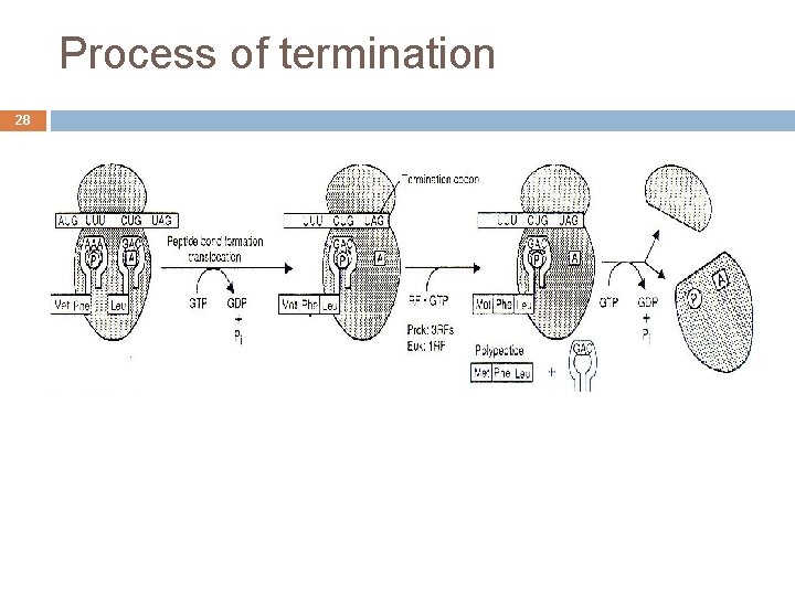 Process of termination 28 
