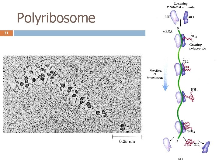 Polyribosome 31 