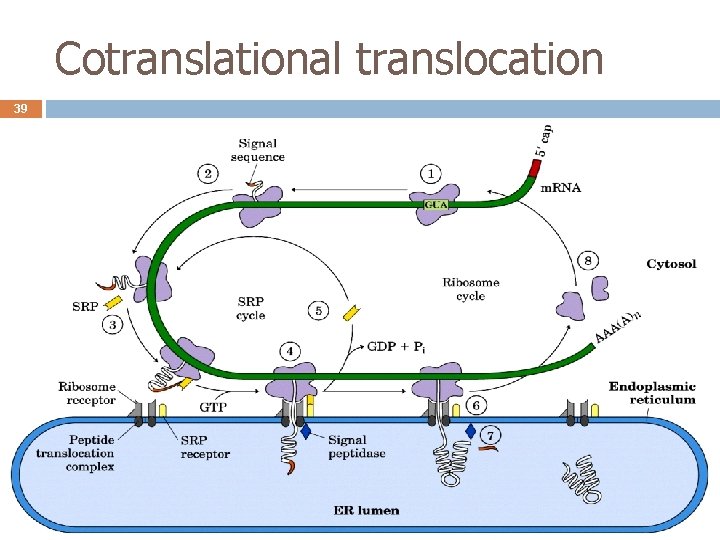 Cotranslational translocation 39 