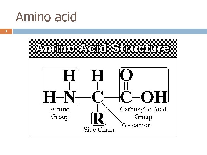 Amino acid 4 