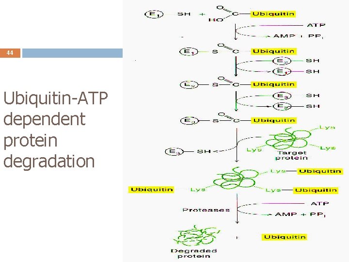 44 Ubiquitin-ATP dependent protein degradation 