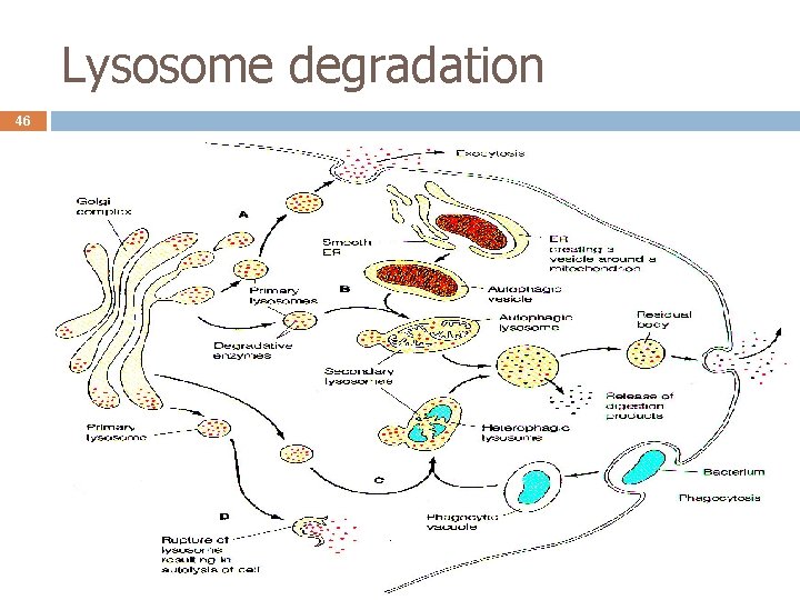 Lysosome degradation 46 
