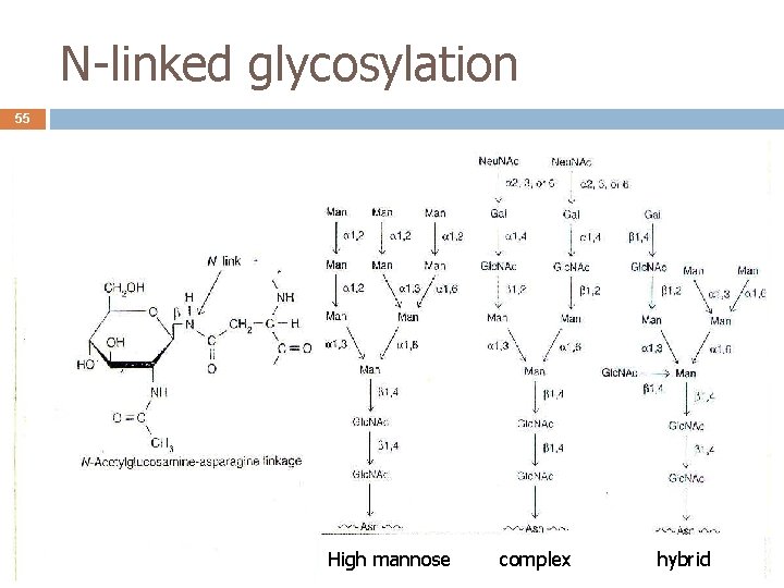 N-linked glycosylation 55 High mannose complex hybrid 