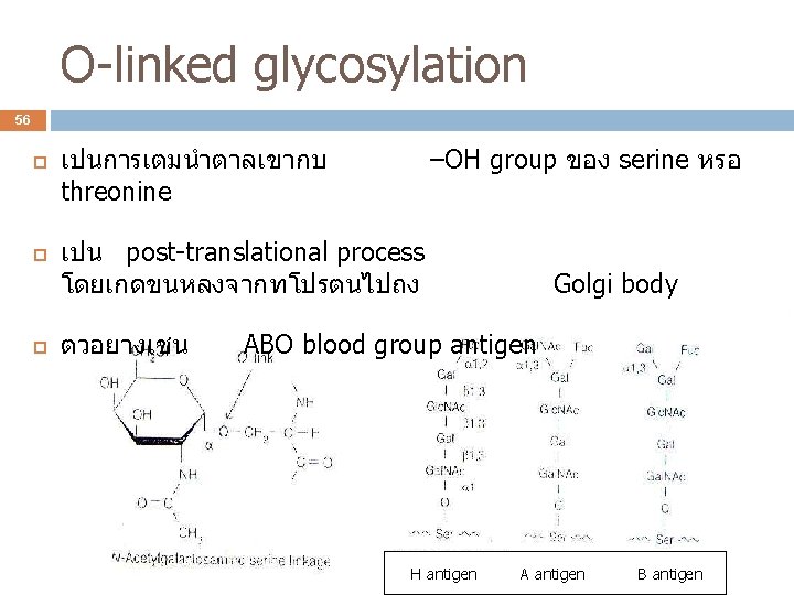 O-linked glycosylation 56 เปนการเตมนำตาลเขากบ threonine –OH group ของ serine หรอ เปน post-translational process โดยเกดขนหลงจากทโปรตนไปถง