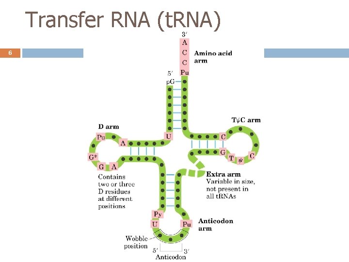 Transfer RNA (t. RNA) 6 