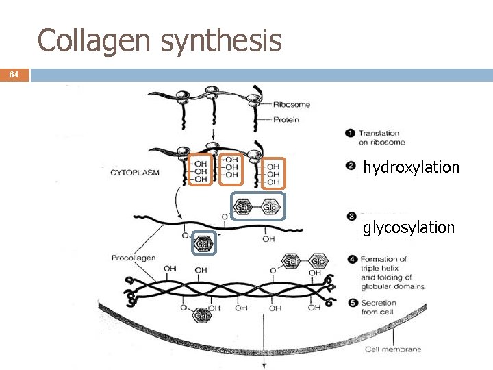 Collagen synthesis 64 hydroxylation glycosylation 