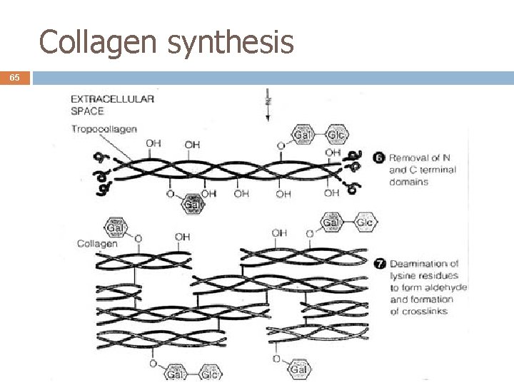 Collagen synthesis 65 