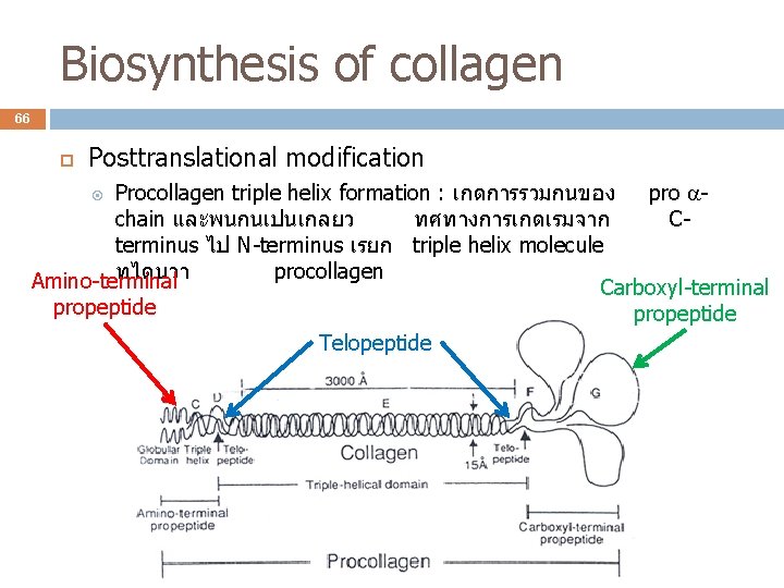 Biosynthesis of collagen 66 Posttranslational modification Procollagen triple helix formation : เกดการรวมกนของ pro chain