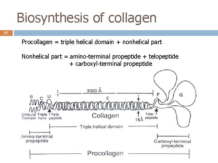Biosynthesis of collagen 67 Procollagen = triple helical domain + nonhelical part Nonhelical part