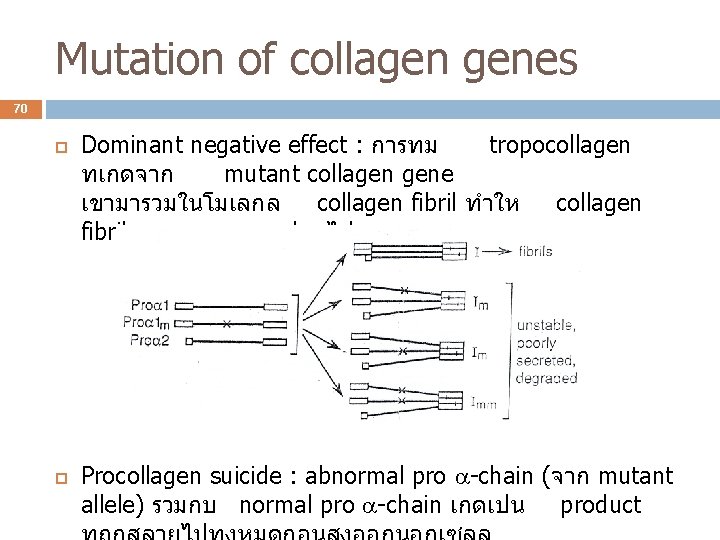 Mutation of collagen genes 70 Dominant negative effect : การทม tropocollagen ทเกดจาก mutant collagen