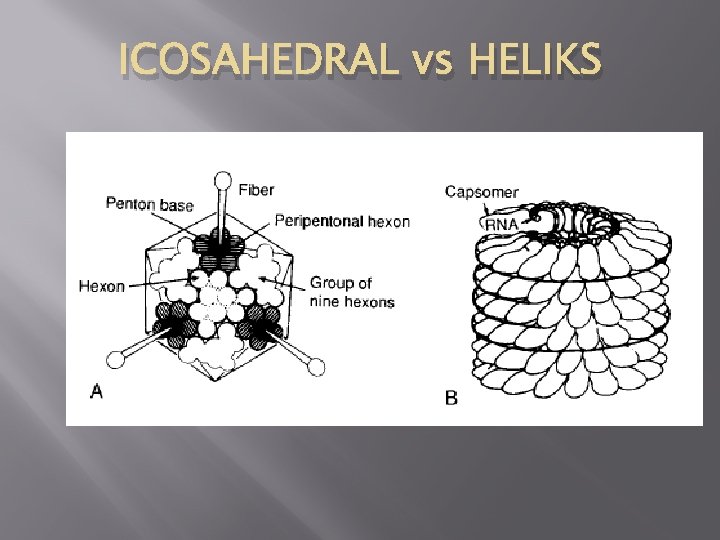 ICOSAHEDRAL vs HELIKS 