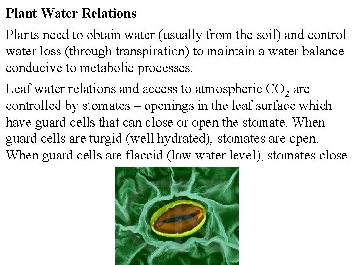 Plant Water Relations Plants need to obtain water (usually from the soil) and control