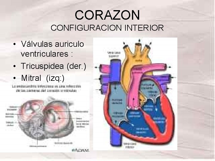 CORAZON CONFIGURACION INTERIOR • Válvulas auriculo ventriculares : • Tricuspidea (der. ) • Mitral CORAZON CONFIGURACION INTERIOR • Válvulas auriculo ventriculares : • Tricuspidea (der. ) • Mitral
