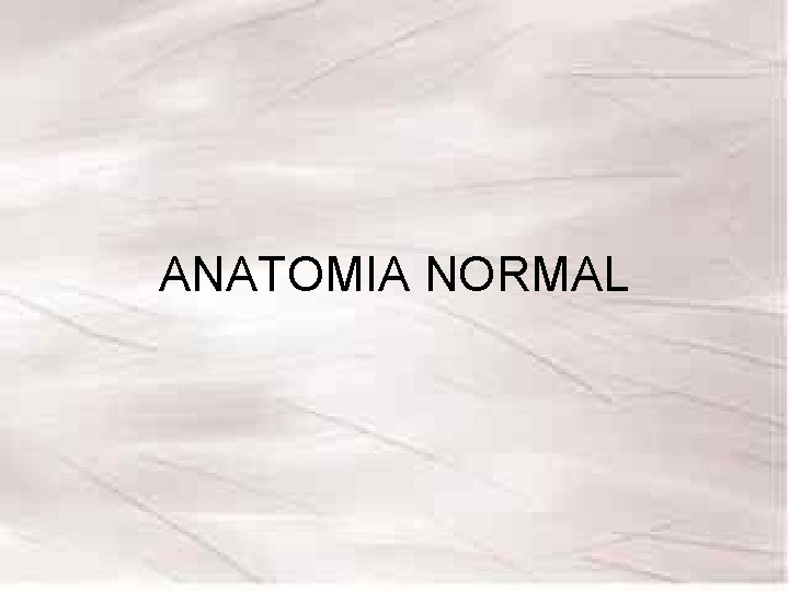 ANATOMIA NORMAL ANATOMIA NORMAL