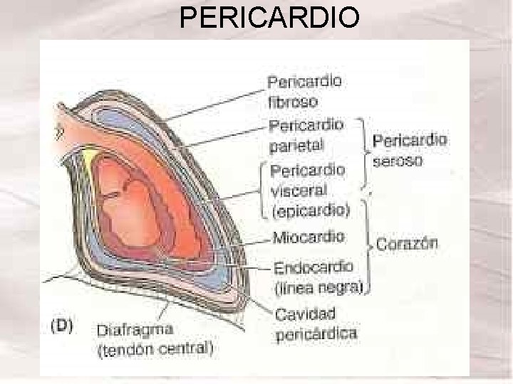 PERICARDIO PERICARDIO