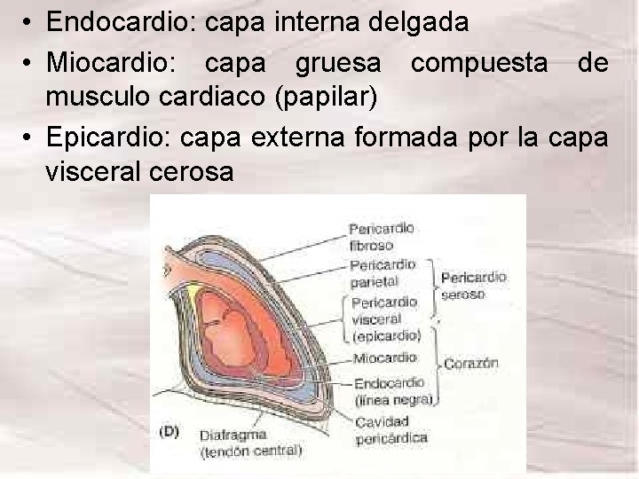 • Endocardio: capa interna delgada • Miocardio: capa gruesa compuesta de musculo cardiaco • Endocardio: capa interna delgada • Miocardio: capa gruesa compuesta de musculo cardiaco